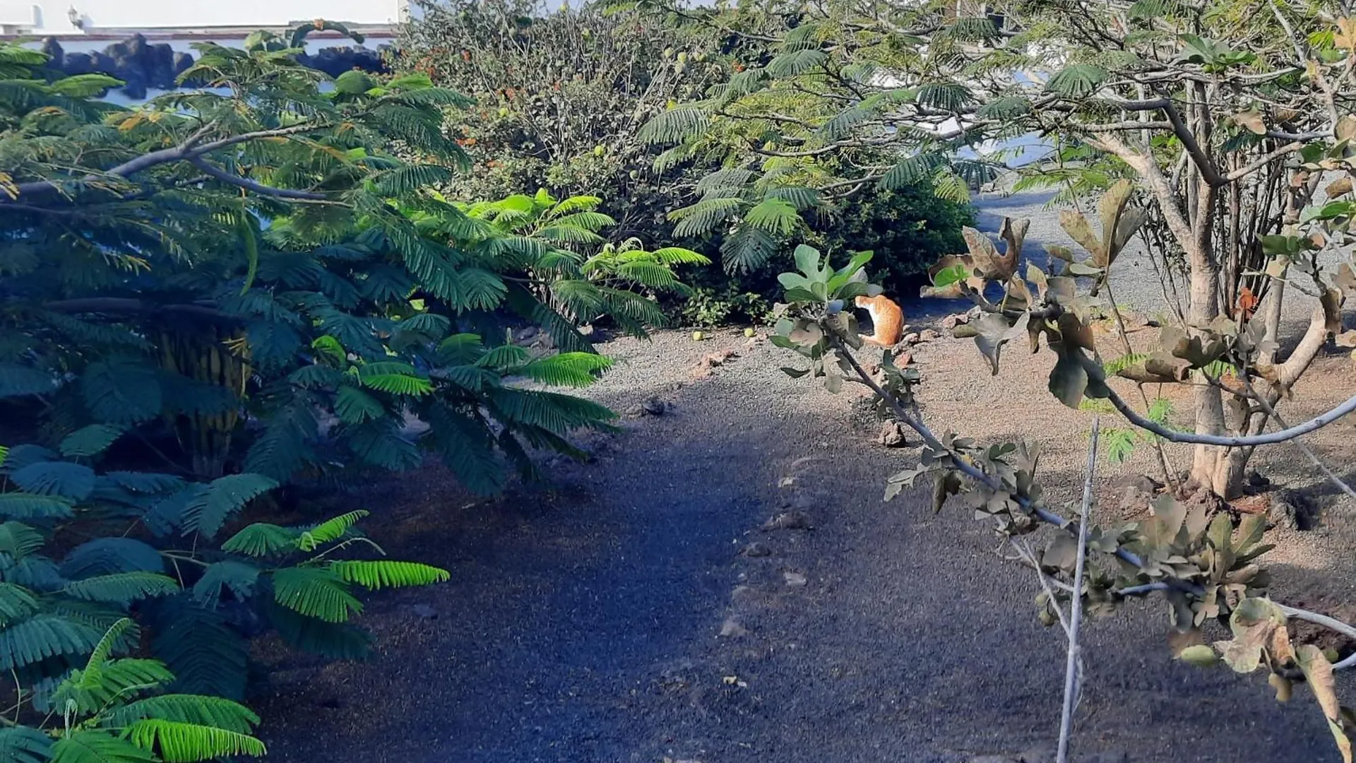 Casa De Gato Rustic Finca Tahiche Hébergement de vacances